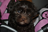 Aiko