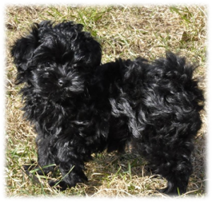 black-kvalp